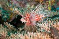 fish,diving,maldives,photo,gallery,lionfish