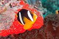 fish,diving,maldives,photo,gallery,anemonefish