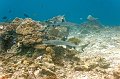 fish,diving,maldives,photo,gallery,reef,shark