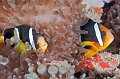 fish,diving,maldives,photo,gallery,anemonefish