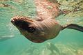 Mexico sea lions Los Islotes ,underwater gallery,pictures,diving  