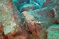 Mexico lobster ,underwater gallery,pictures,diving  