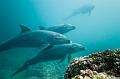 Mexico dolphins ,underwater gallery,pictures,diving  
