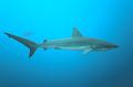 Mexico shark ,underwater gallery,pictures,diving  