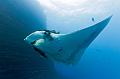 Mexico manta fish ,underwater gallery,pictures,diving  