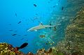 Mexico shark fish ,underwater gallery,pictures,diving  