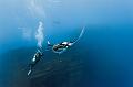 Mexico manta fish and diver ,underwater gallery,pictures,diving  