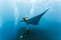 Mexico manta fish diver ,underwater gallery,pictures,diving  