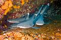 Mexico shark fish ,underwater gallery,pictures,diving  