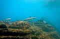 Mexico shark fish ,underwater gallery,pictures,diving  