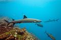 Mexico shark fish ,underwater gallery,pictures,diving  