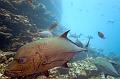 Mexico Giant trevally fish ,underwater gallery,pictures,diving  