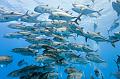 Mexico jack fish ,underwater gallery,pictures,diving  