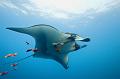 Mexico manta fish ,underwater gallery,pictures,diving  
