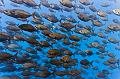 Mexico shoal of fish ,underwater gallery,pictures,diving  