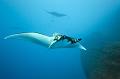 Mexico manta fish  ,underwater gallery,pictures,diving  