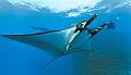 Mexico manta fish and diver ,underwater gallery,pictures,diving  