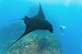 Mexico manta fish ,underwater gallery,pictures,diving  