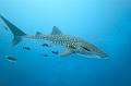 Mexico whale shark ,underwater gallery,pictures,diving  