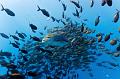 Mexico shoal of fish ,underwater gallery,pictures,diving  