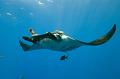 Mexico manta fish  ,underwater gallery,pictures,diving  