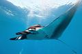 Mexico manta fish  ,underwater gallery,pictures,diving  