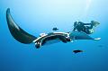 Mexico manta fish and diver ,underwater gallery,pictures,diving  
