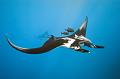 Mexico manta fish ,underwater gallery,pictures,diving  