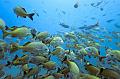 Mexico shoal of fish ,underwater gallery,pictures,diving  