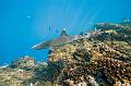 Mexico shark fish ,underwater gallery,pictures,diving  