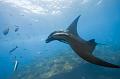 Mexico manta fish ,underwater gallery,pictures,diving  