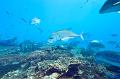 Mexico Giant trevally fish ,underwater gallery,pictures,diving  