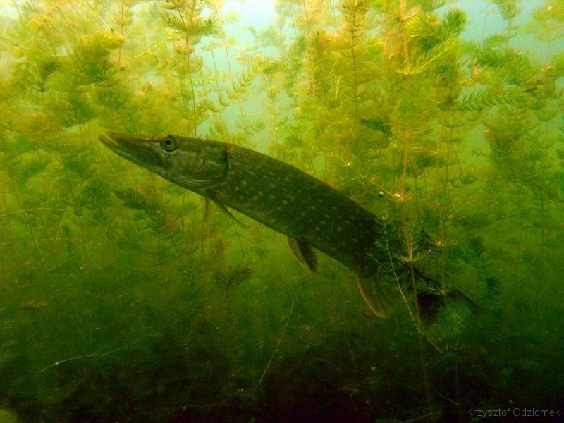 szarcz,pszczew,szczupak,ryba,jezioro,roślinność,nurkowanie,podwodne,galeria,zdjęcie,galeria  zdjęć,przyroda,przyroda  podwodna