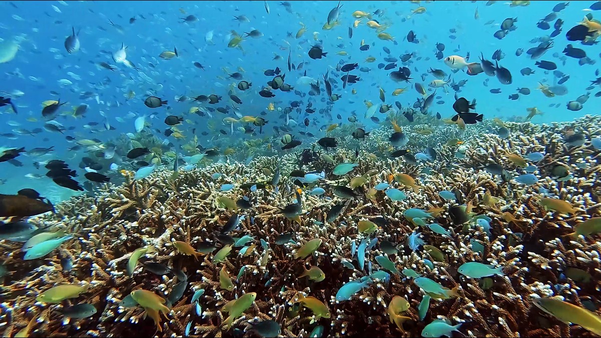 Philippines diving - Top Coral Reef Dive Sites at Panglao