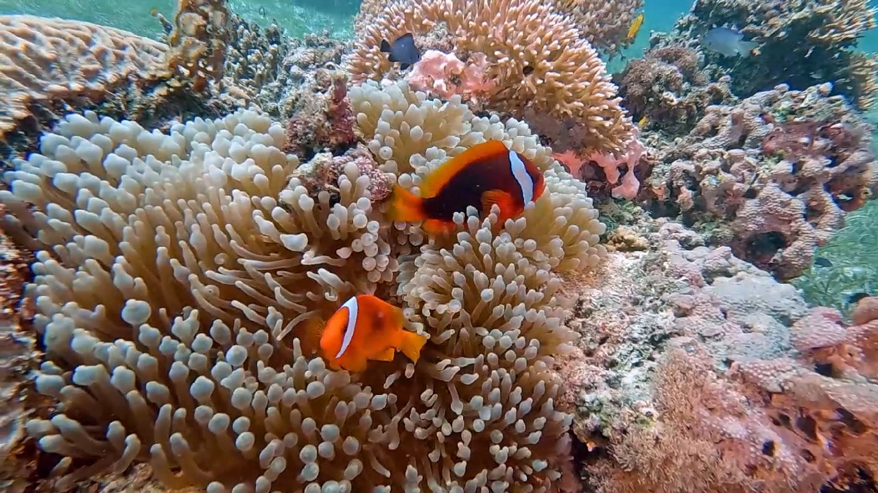 Philippines diving - Top Coral Reef Dive Sites at Panglao