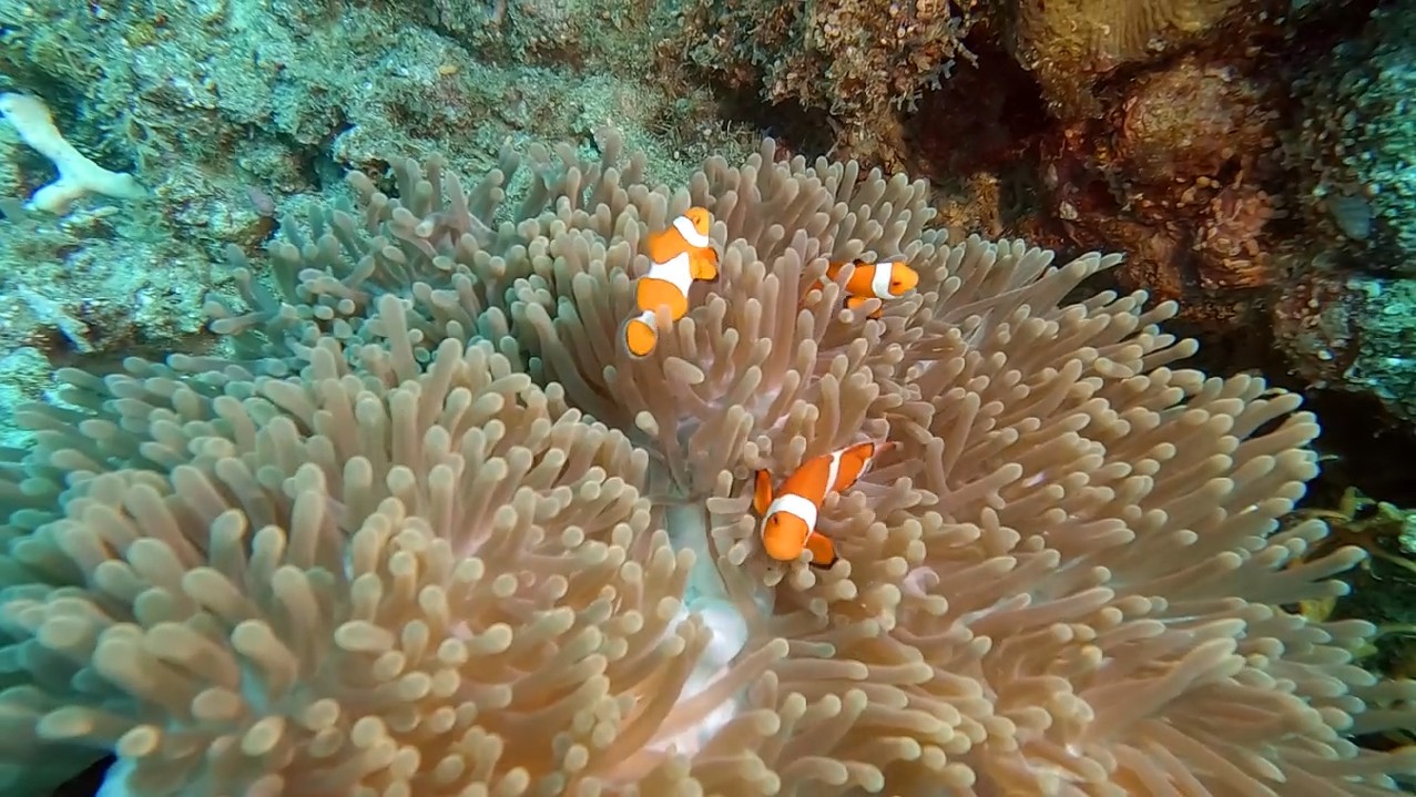 Philippines diving - Top Coral Reef Dive Sites at Panglao