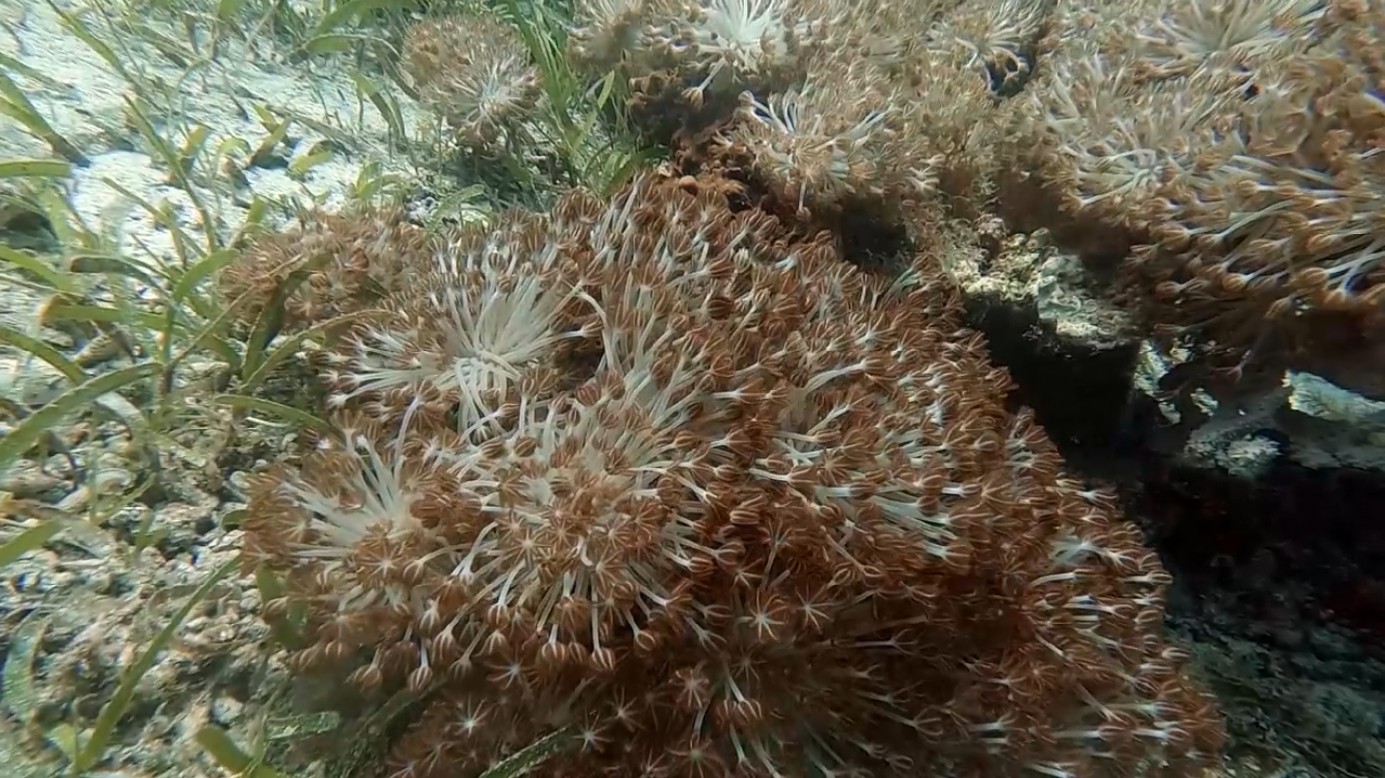 Philippines diving - Top Coral Reef Dive Sites at Panglao