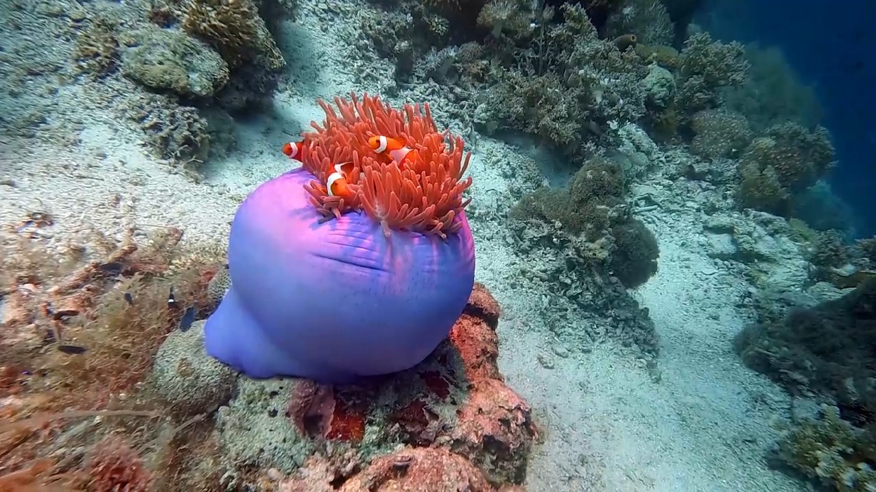 Philippines diving - Top Coral Reef Dive Sites at Panglao