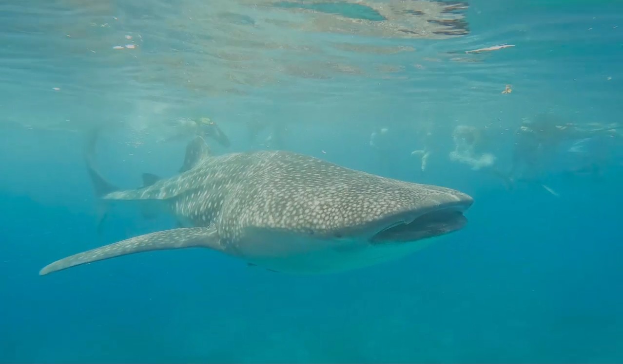 Philippines diving - Top Coral Reef Dive Sites at Panglao