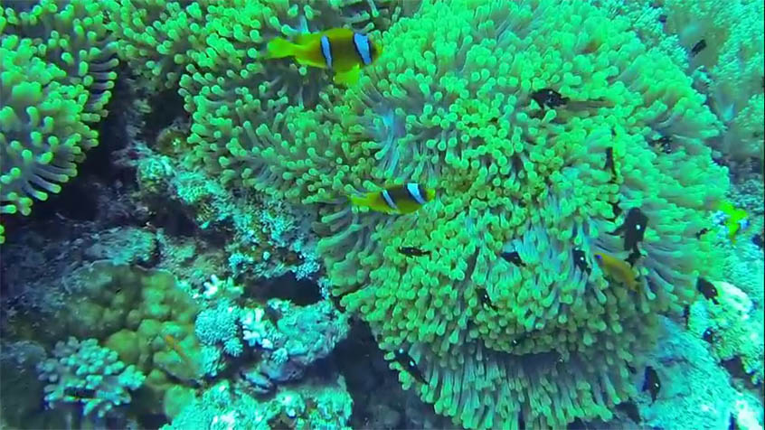 Egipt - grupa anemone fish pośród miękkich korali,nurkowanie,podwodne,filmy,ryby,anemonefish,clownfish