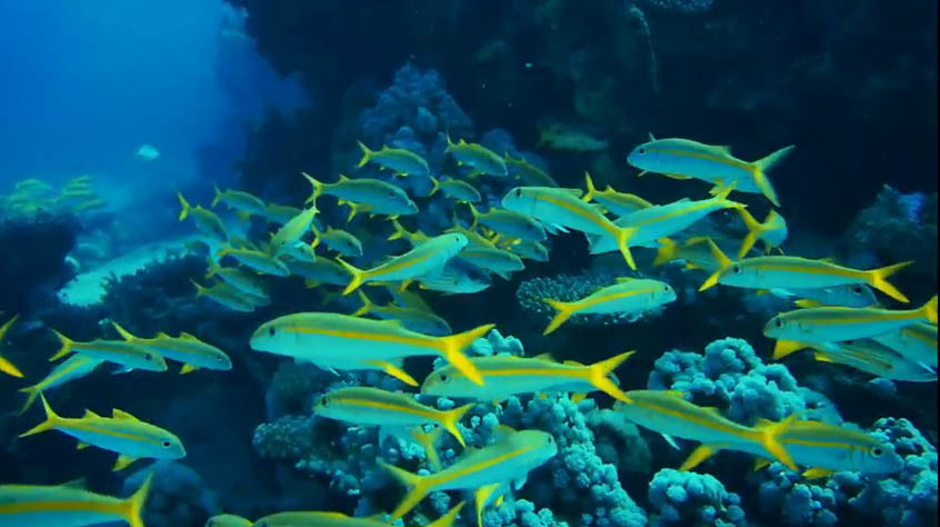 Egipt - ławica ryb Yellow Goatfish rafie koralowej,nurkowanie,podwodne,filmy,ryby,