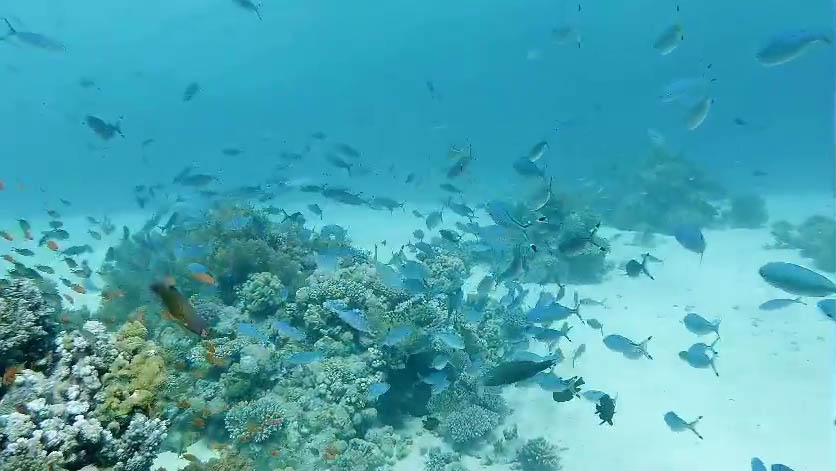 Egipt - Rafa koralowa w Egipcie,nurkowanie,podwodne,filmy,ryby,anemonefish,clownfish