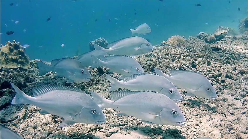 Stado ryb silver sweetlips na rafie koralowej,nurkowanie,madagaskar,rafa koralowa,podwodne filmy