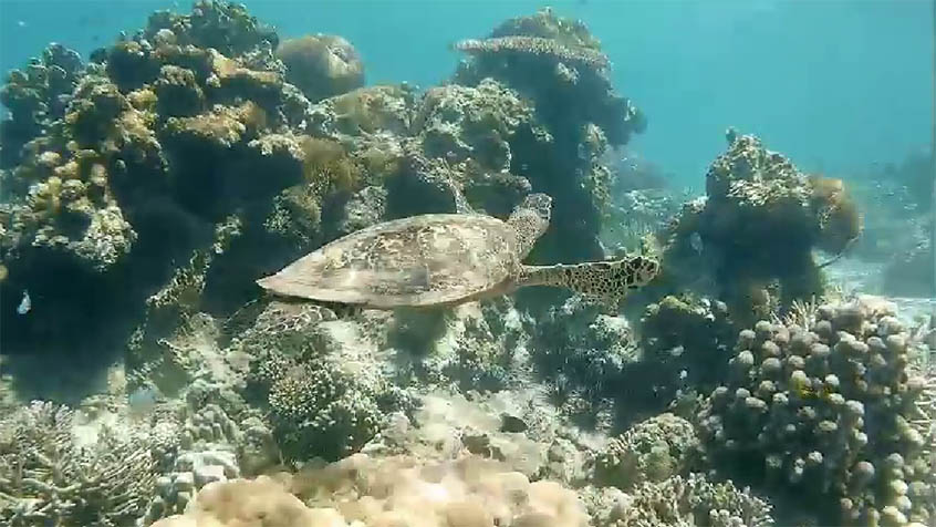 Żółw na rafie koralowej,nurkowanie,madagaskar,rafa koralowa,podwodne filmy