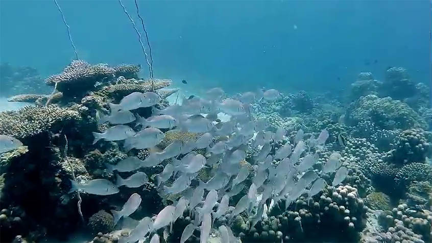 Stado ryb snapper lutjanus fish podczas nurkowania na rafie koralowej,nurkowanie,madagaskar,rafa koralowa,ryby,snapper lutjanus fish