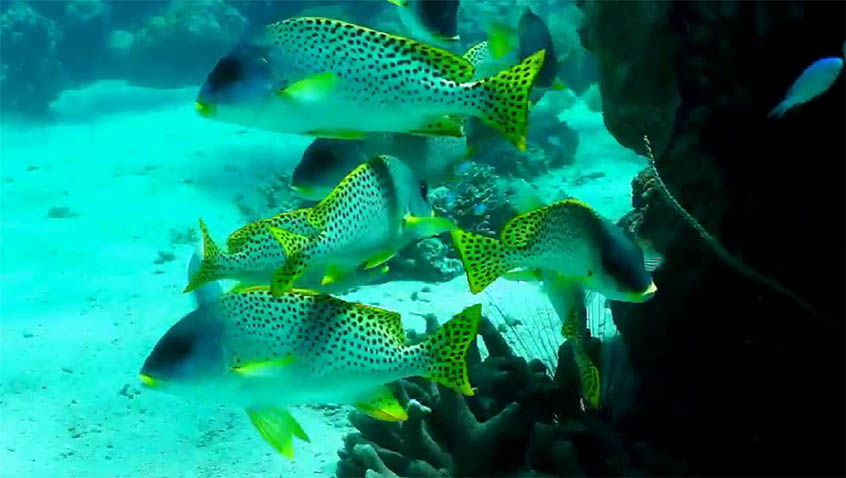Stado ryb blackspotted sweetlips i żółw zielony na rafie koralowej,nurkowanie,madagaskar,rafa koralowa,ryby,snapper lutjanus fish,żółw
